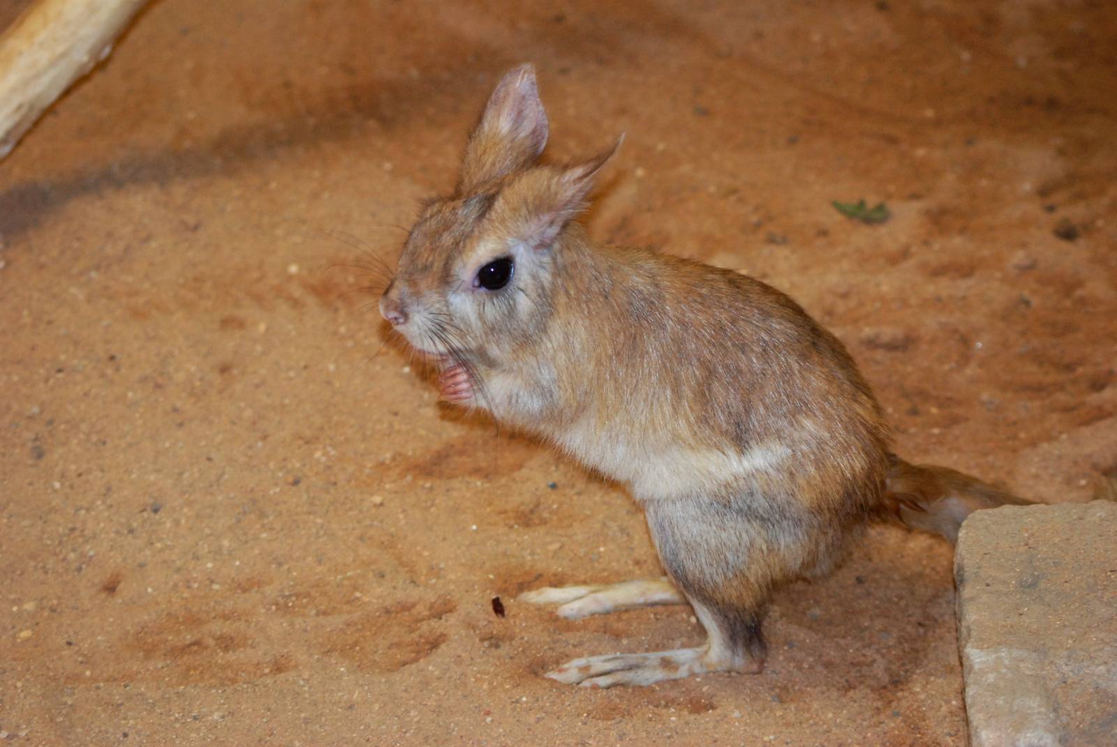 Eastern Springhaas at Pilsen, 31/08/12