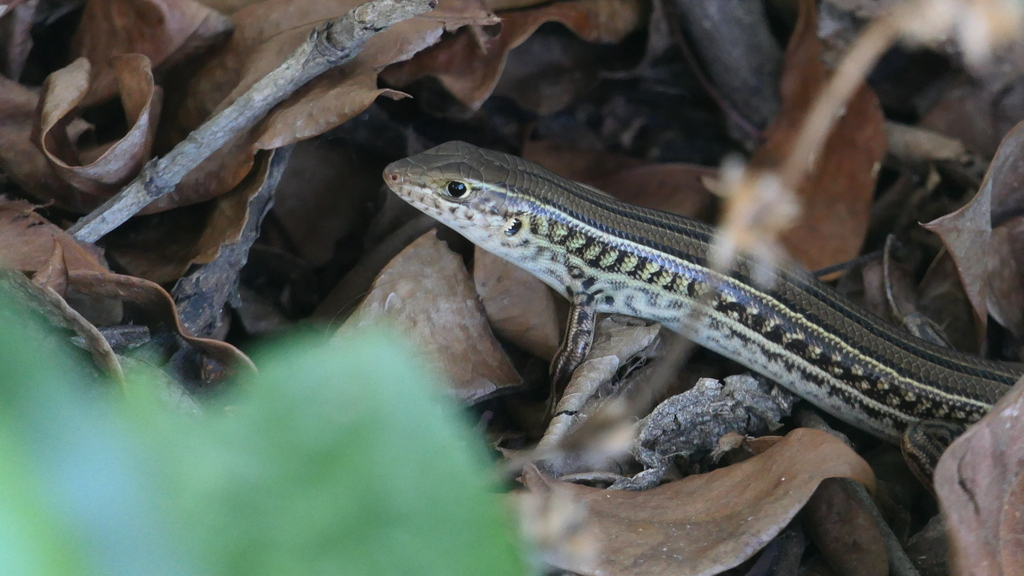 Eastern Striped Skink (Ctenotus robustus)