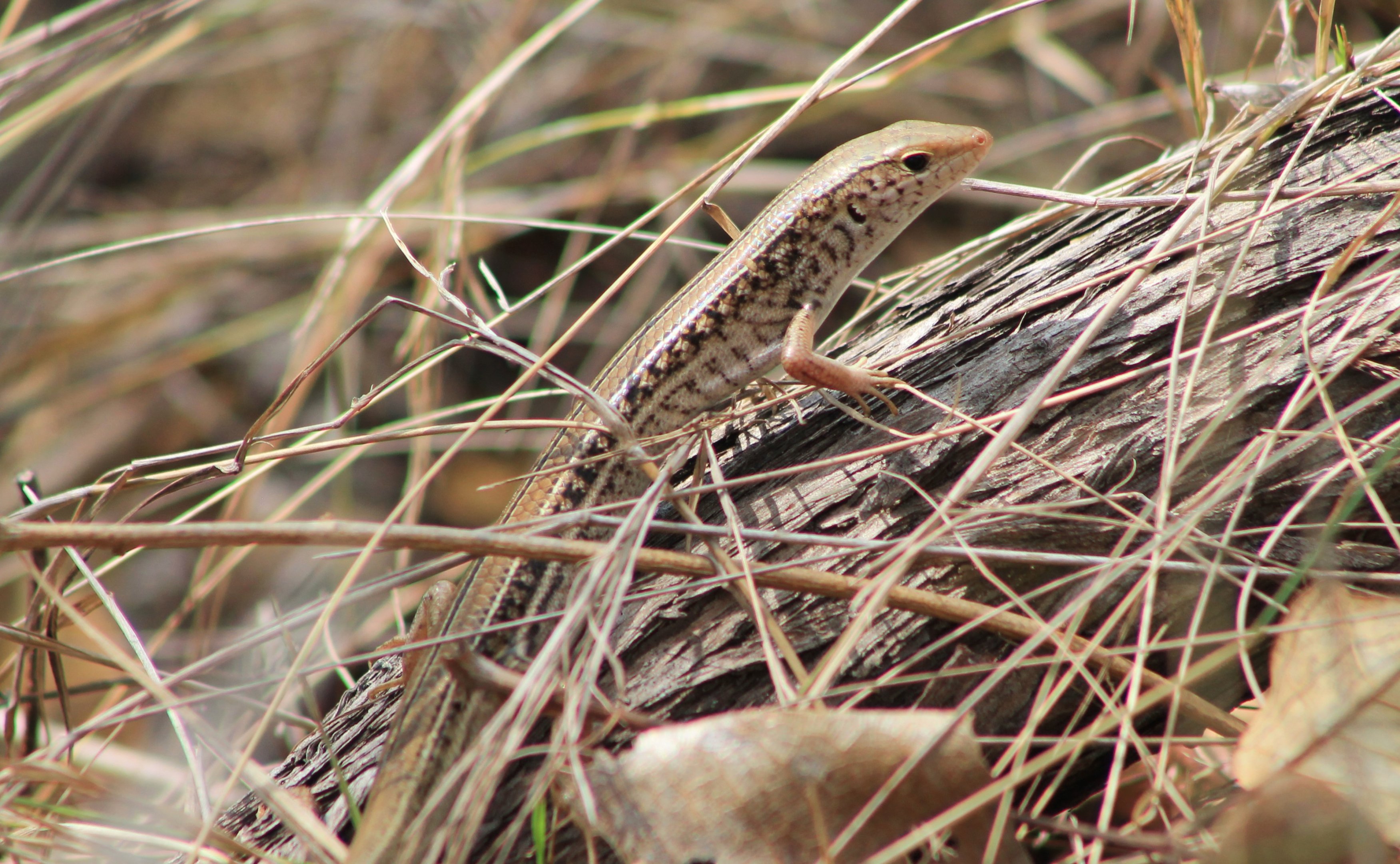 Eastern Striped Skink (Ctenotus robustus)