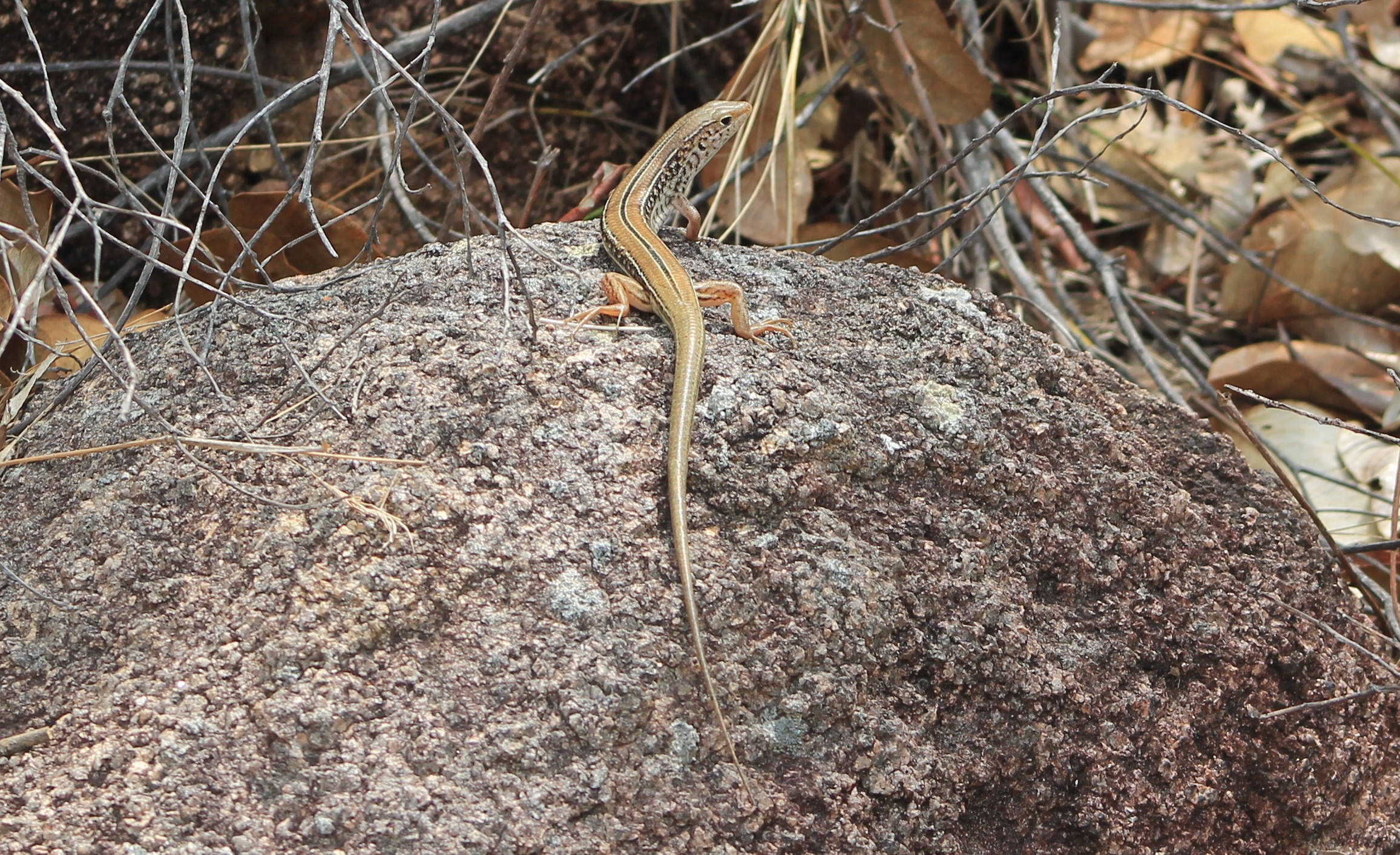 Eastern Striped Skink (Ctenotus robustus)