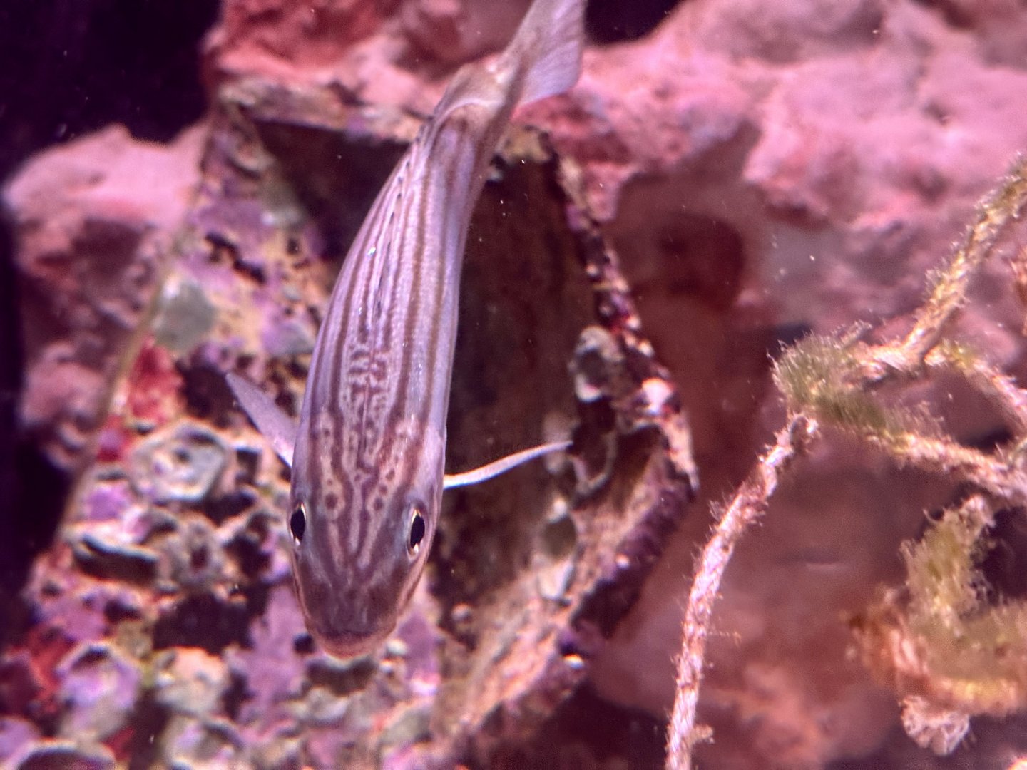Eastern striped trumpeter (Pelates sexlineatus)