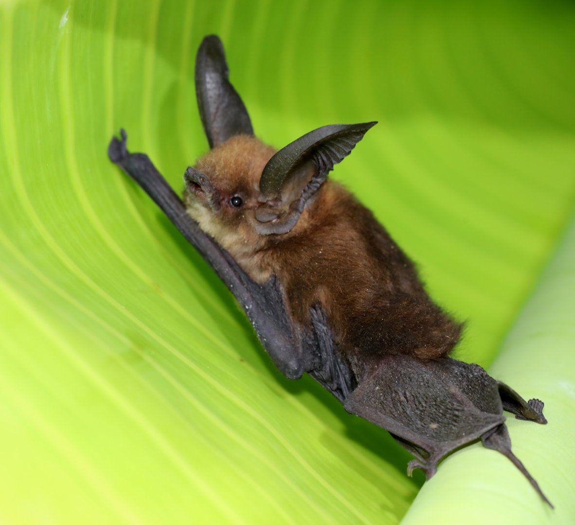 Eastern Sucker-footed Bat (Myzopoda aurita) Family Lifer!