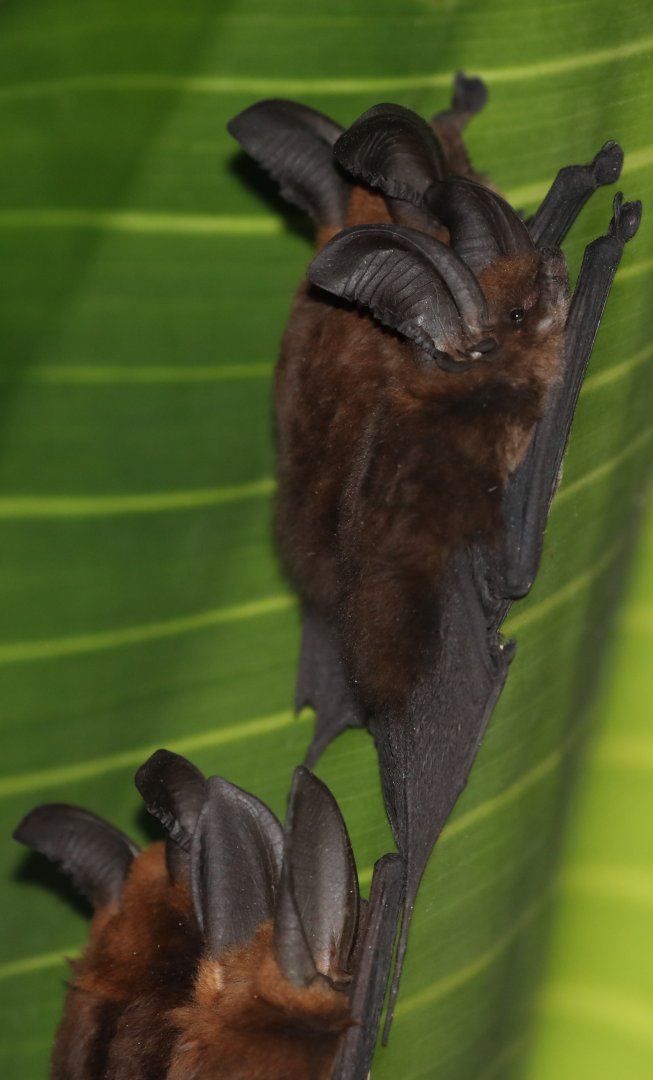 Eastern Sucker-footed Bat (Myzopoda aurita) Family Lifer!