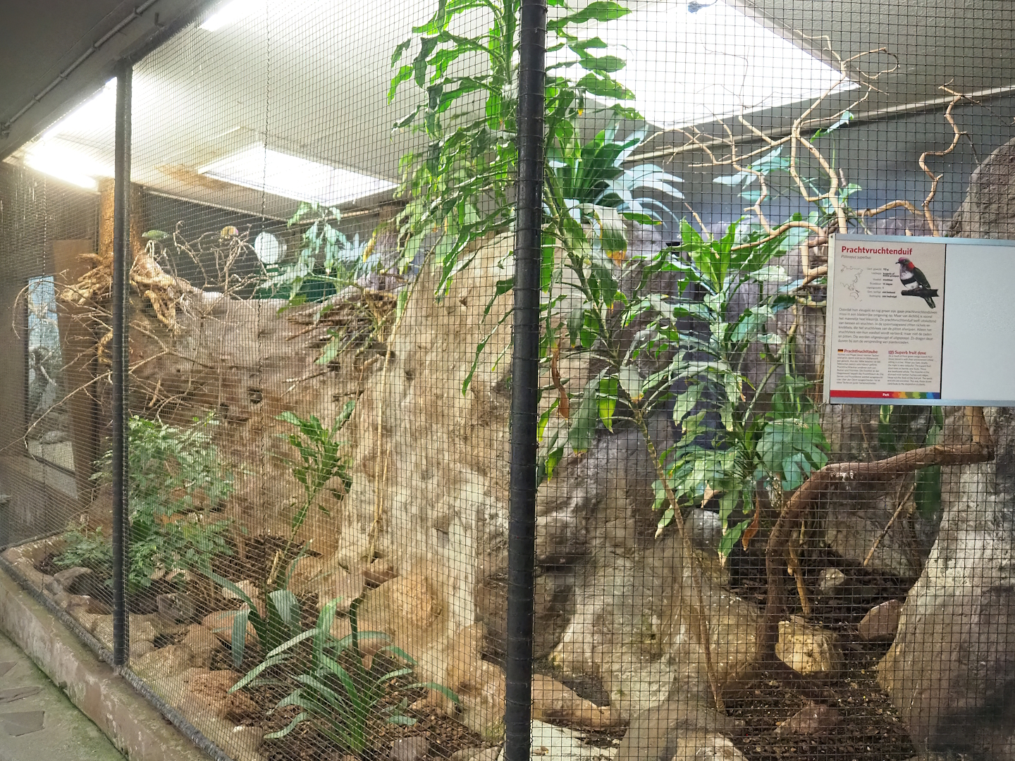 Eastern superb fruit-dove and Chestnut-backed ground dove aviary, 2023-10-07