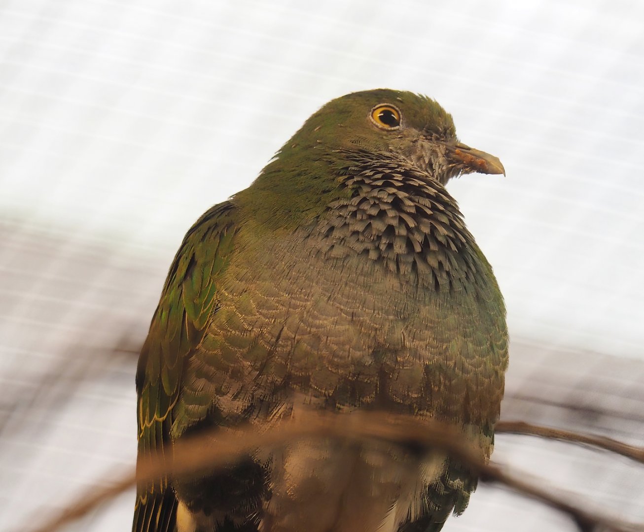 Eastern superb fruit-dove (Ptilinopus superbus), 2023-10-07