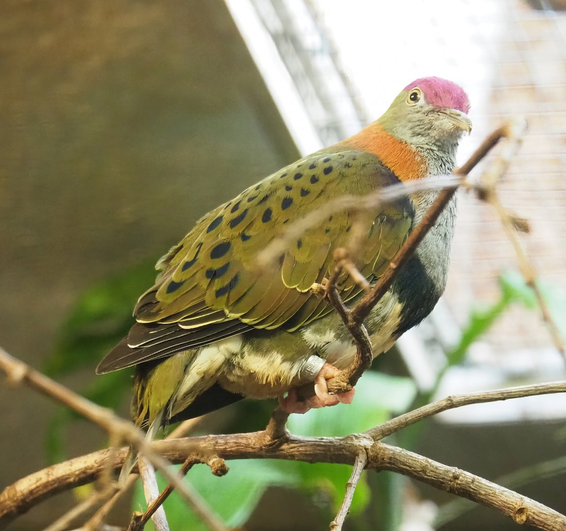 Eastern superb fruit-dove (Ptilinopus superbus), 2023-10-07