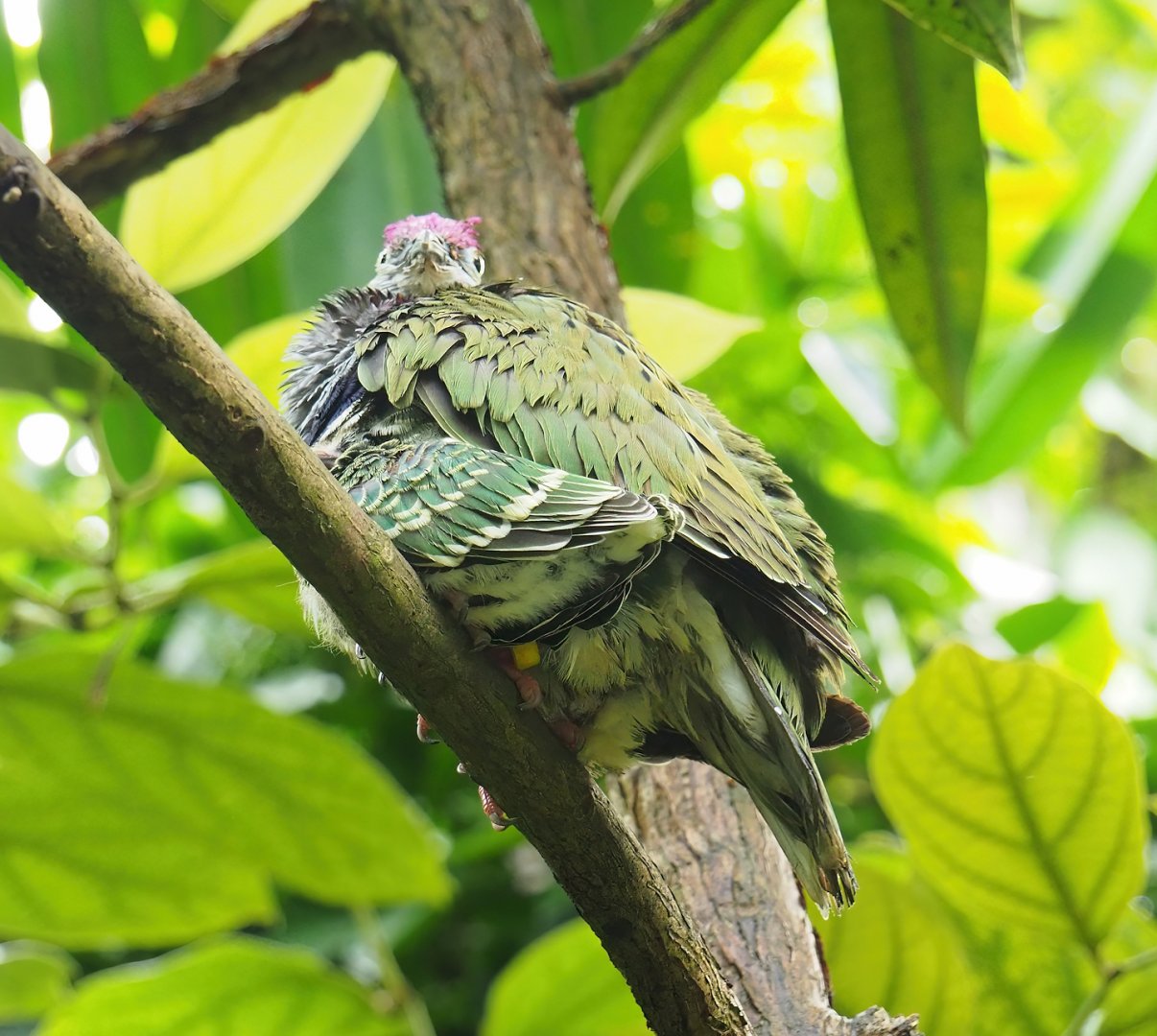 Eastern superb fruit-doves (Ptilinopus superbus), 2023-10-07