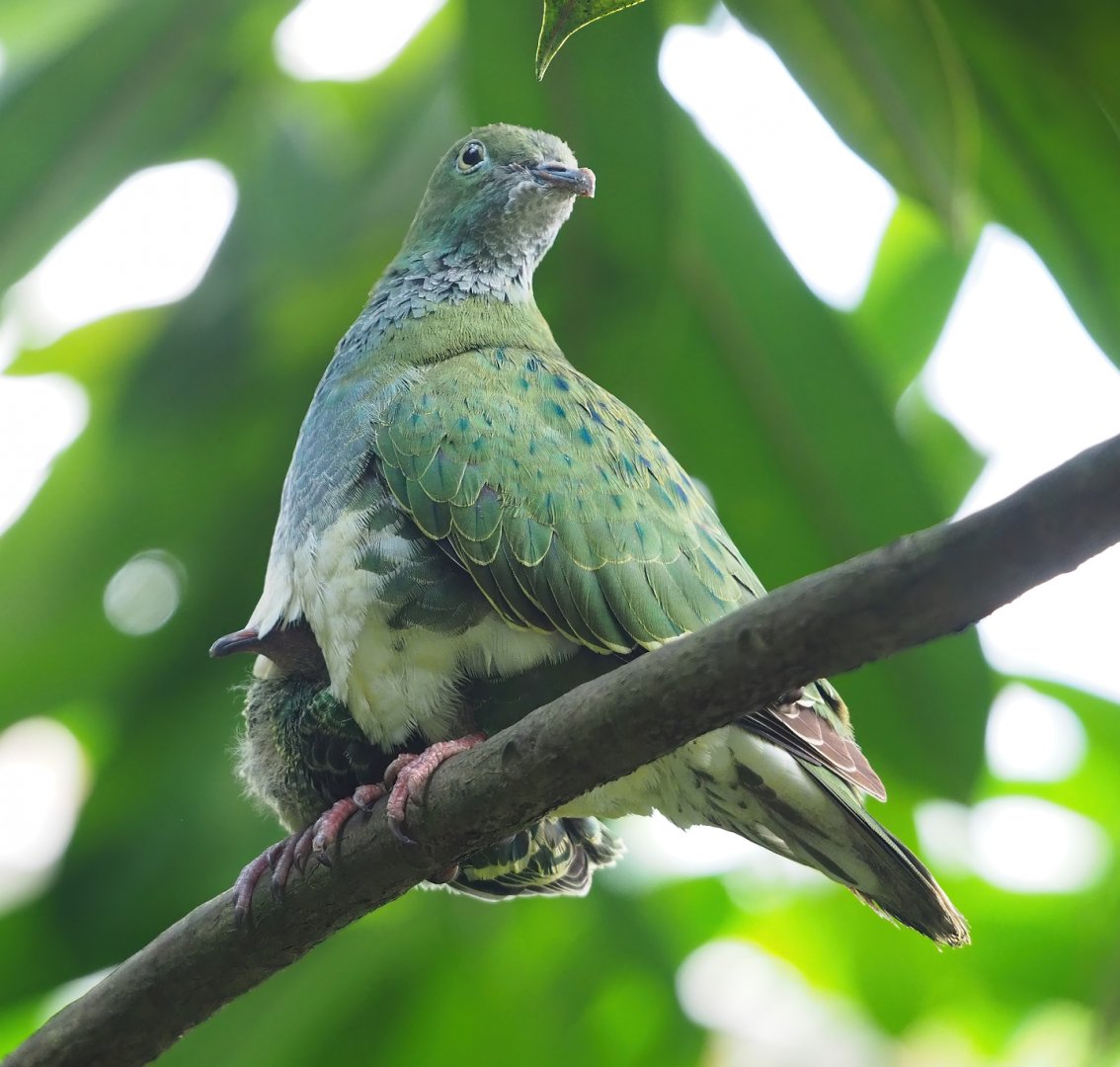 Eastern superb fruit-doves (Ptilinopus superbus), 2023-10-07