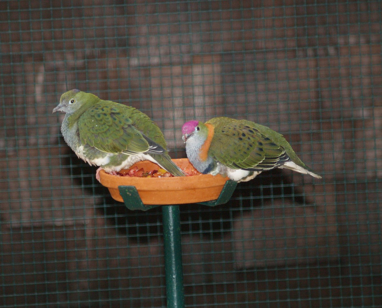 Eastern superb fruit doves (Ptilinopus superbus), May 2006