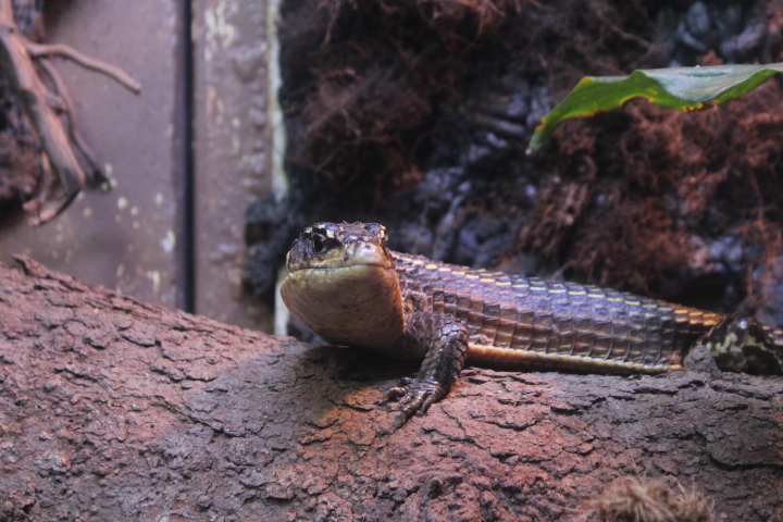 Eastern tawny plated lizard (Broadleysaurus major major)