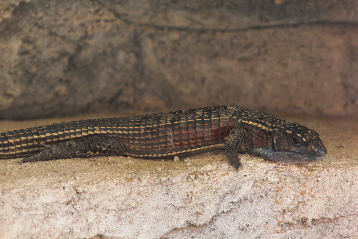 Eastern tawny plated lizard (Broadleysaurus major major)
