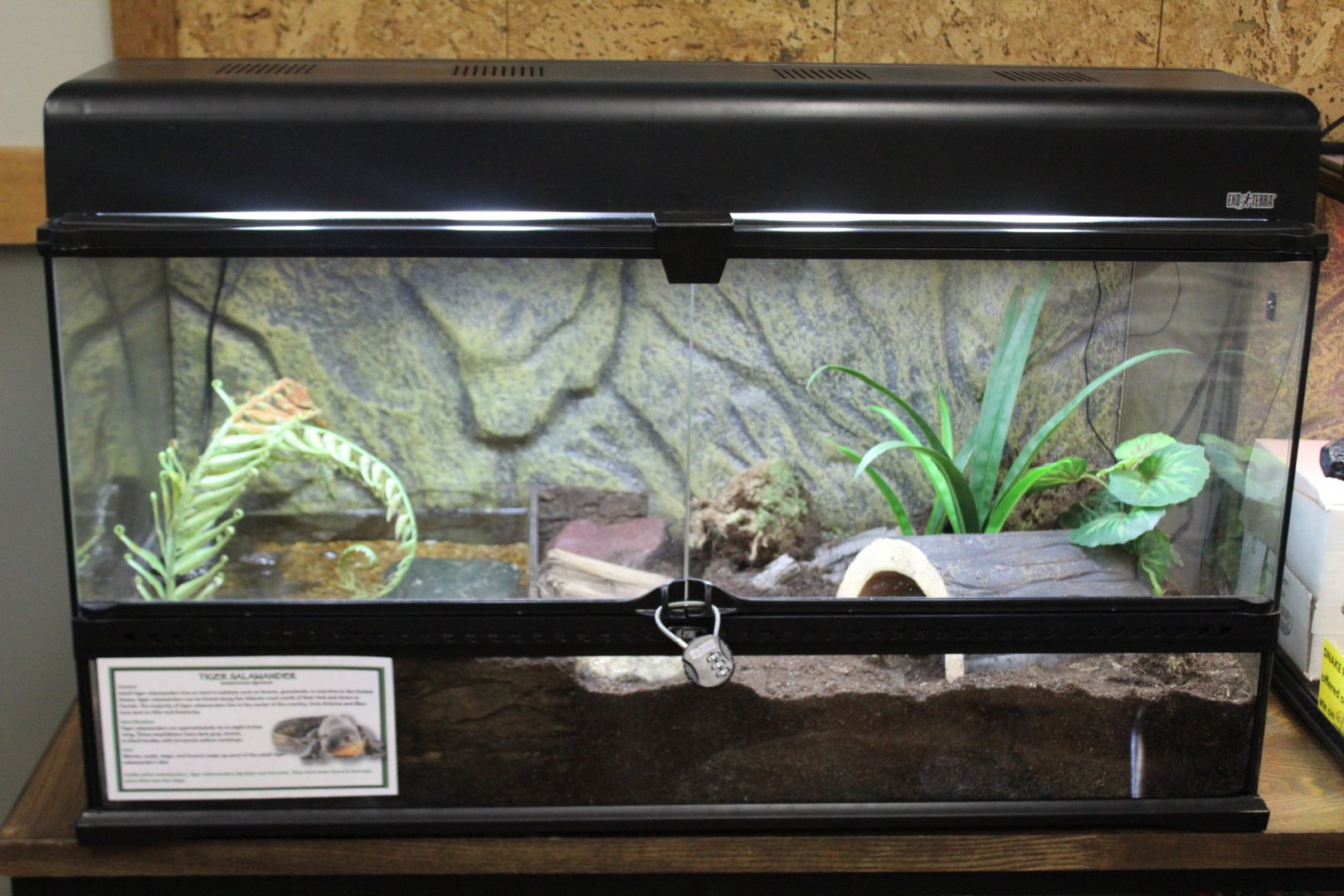 Eastern Tiger Salamander Terrarium