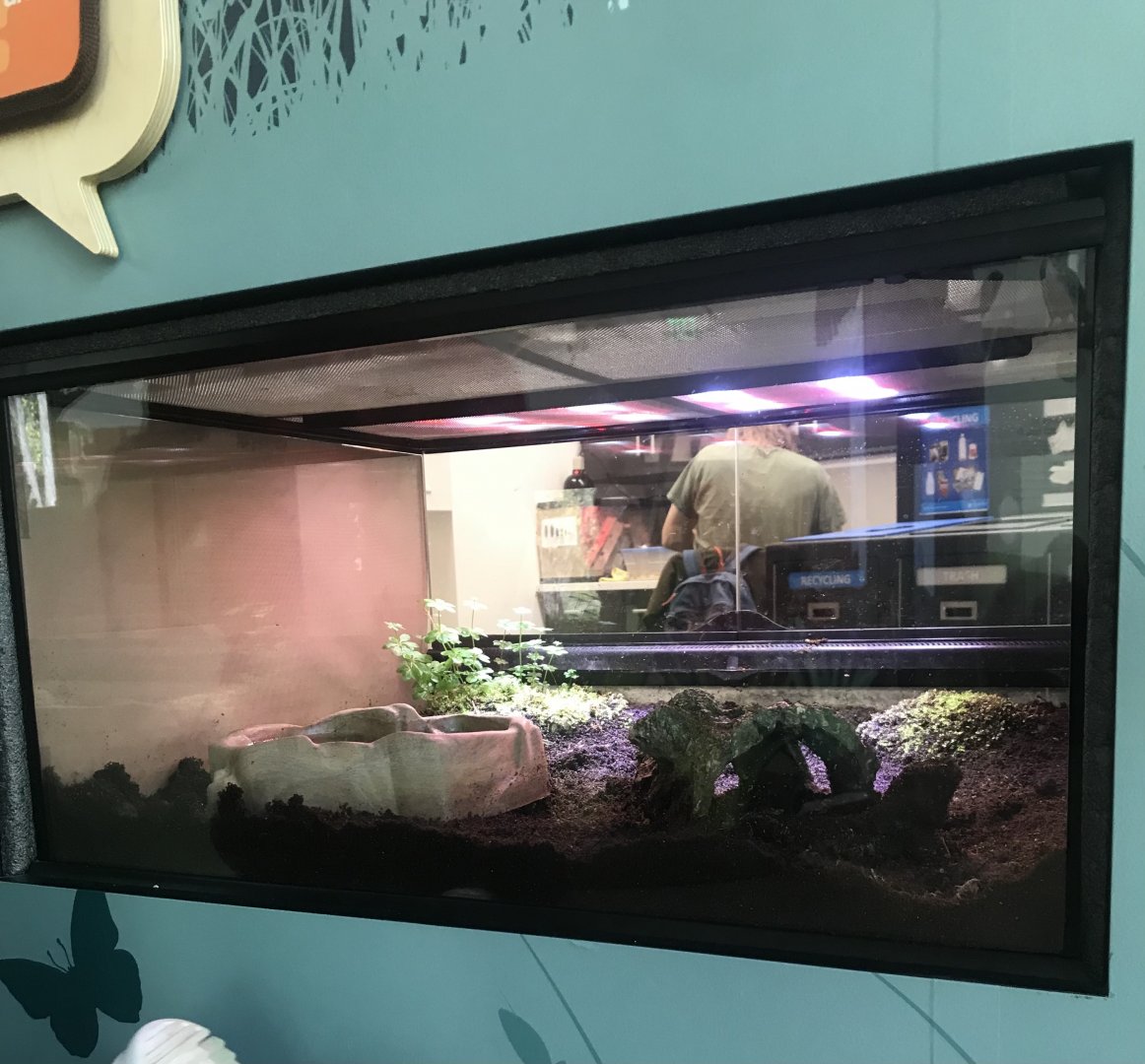 Eastern Tiger Salamander Terrarium