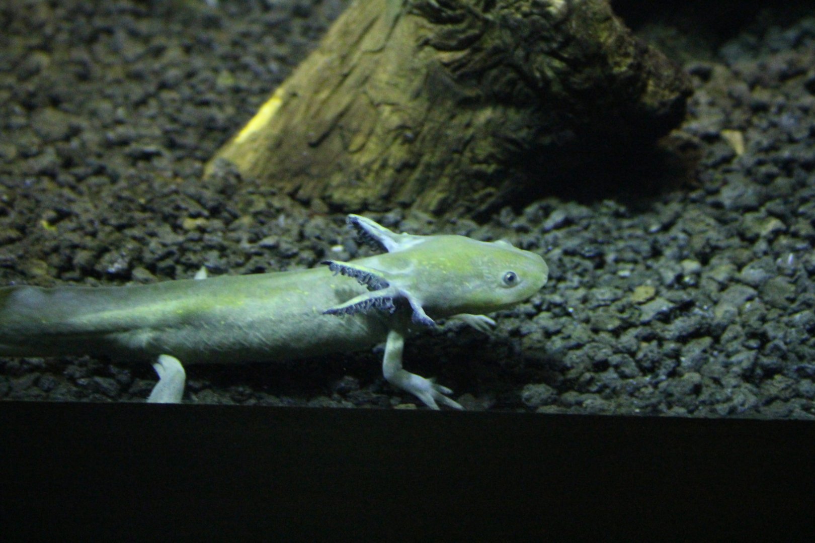 Eastern Tiger Salamander