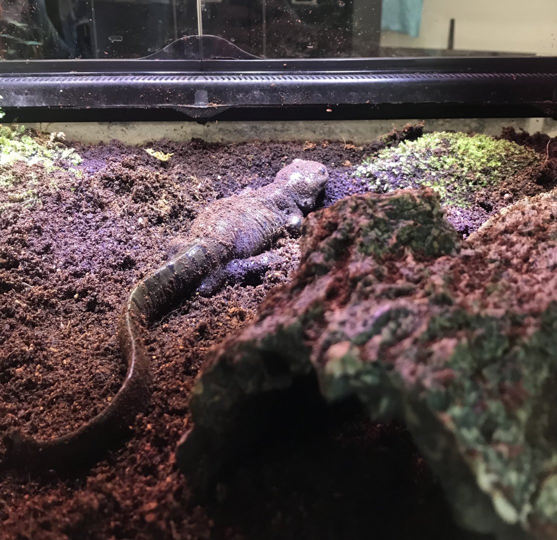 Eastern Tiger Salamander