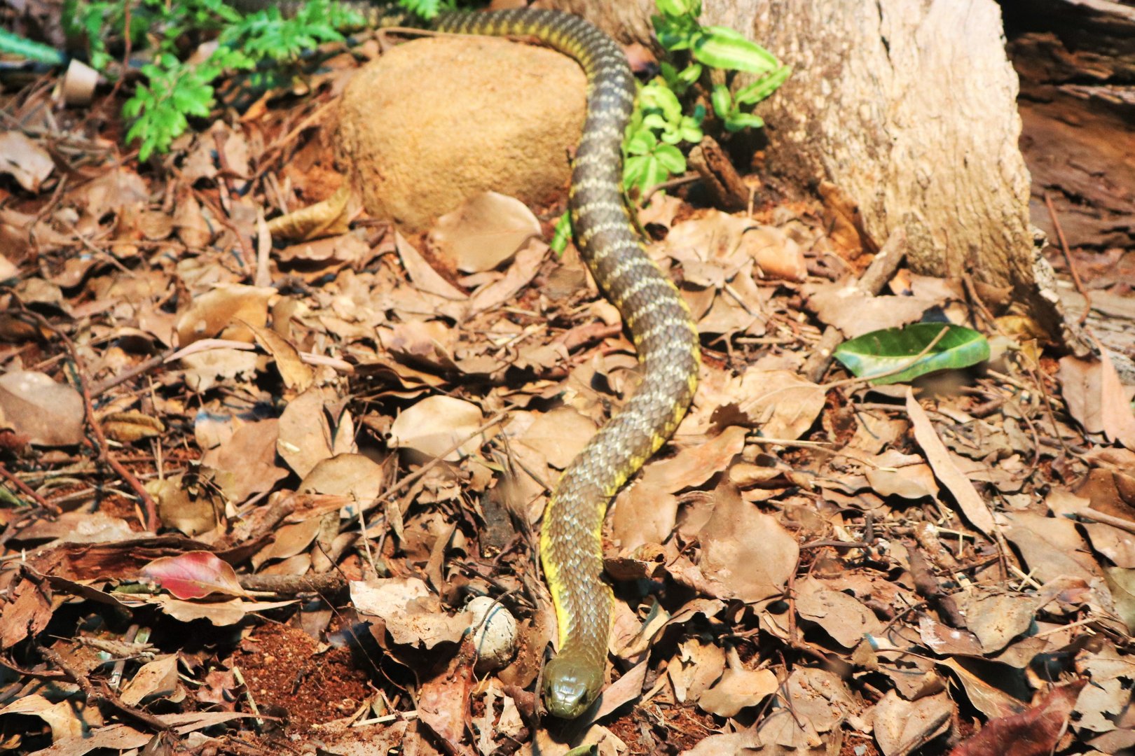 Eastern Tiger Snake (Notechis scutatus scutatus)