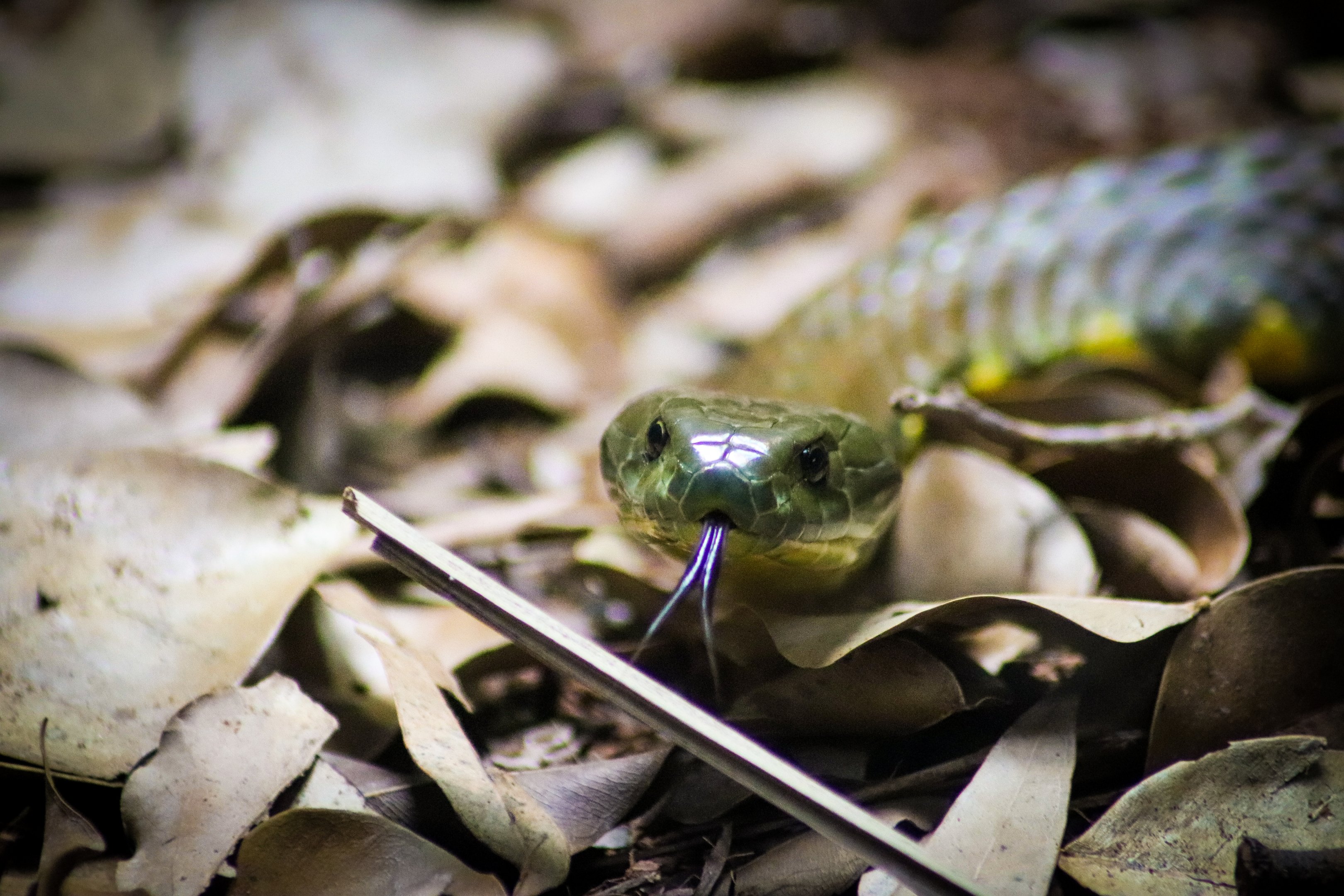 Eastern Tiger Snake (Notechis scutatus scutatus)