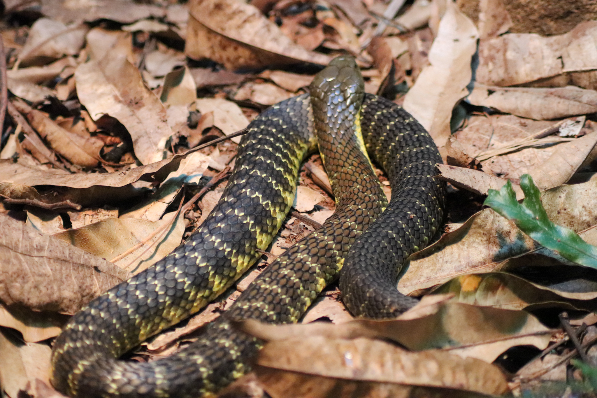 Eastern Tiger Snake (Notechis scutatus scutatus)