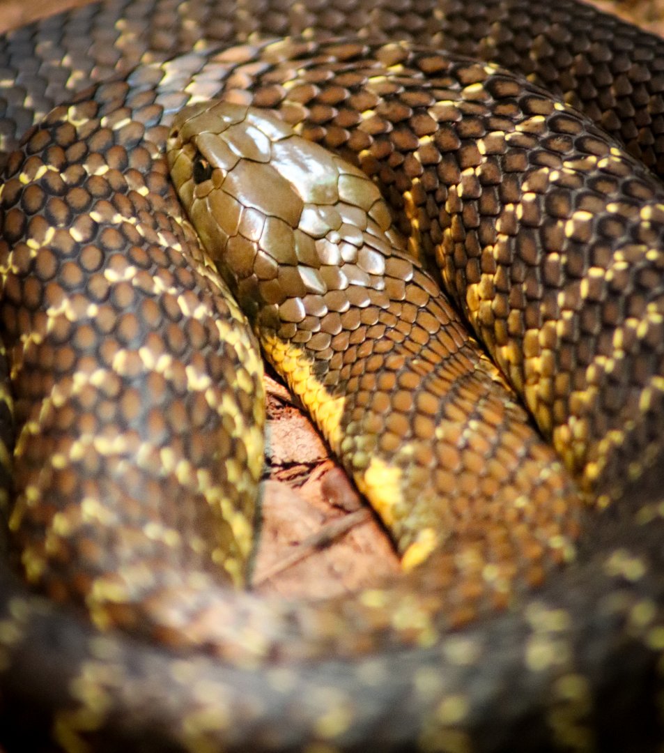 Eastern Tiger Snake  (Notechis scutatus scutatus)