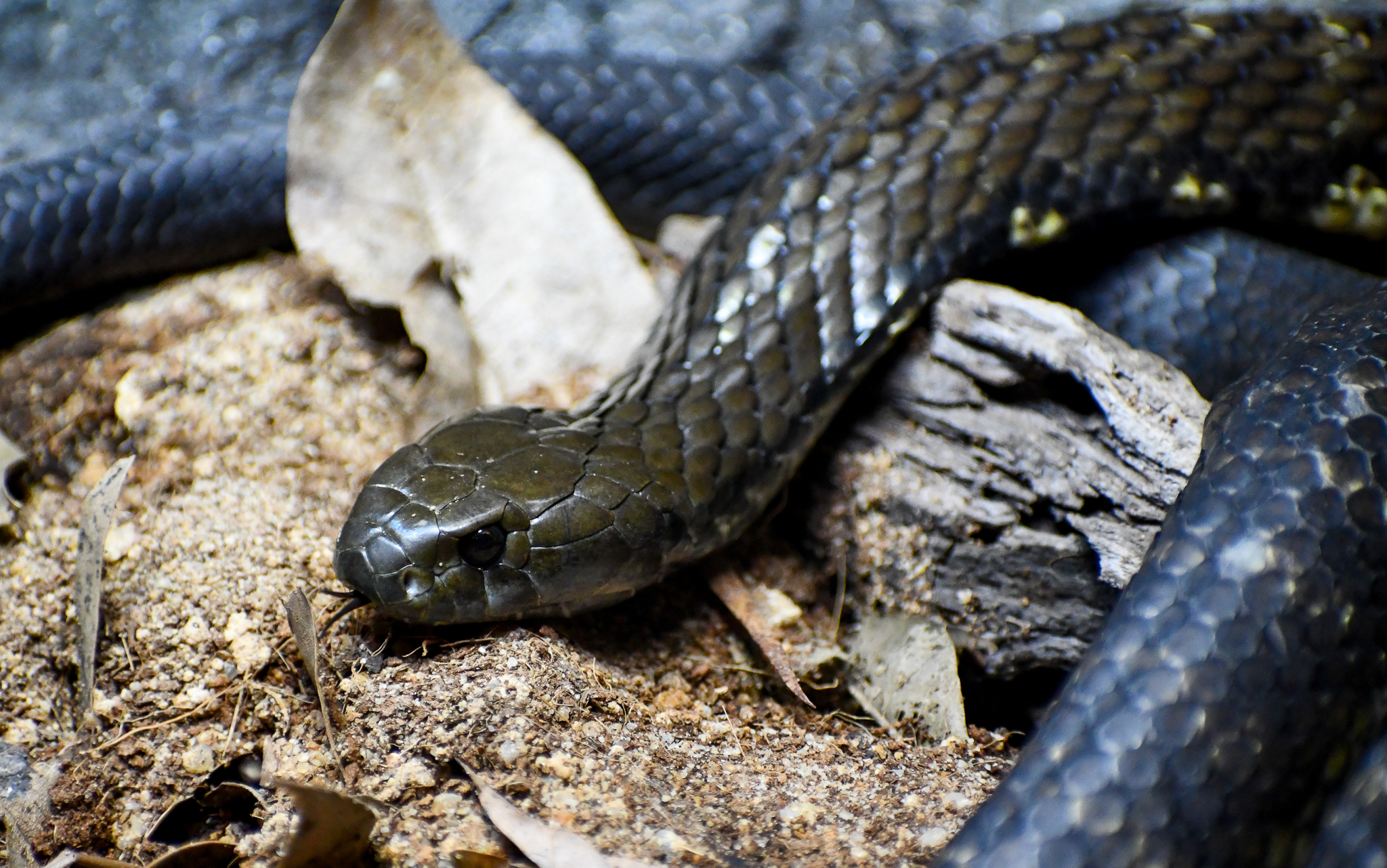Eastern Tiger Snake