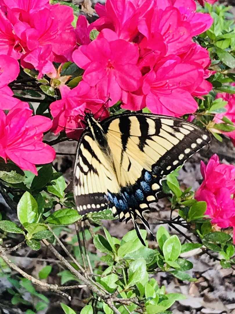 Eastern tiger swallowtail in North Carolina