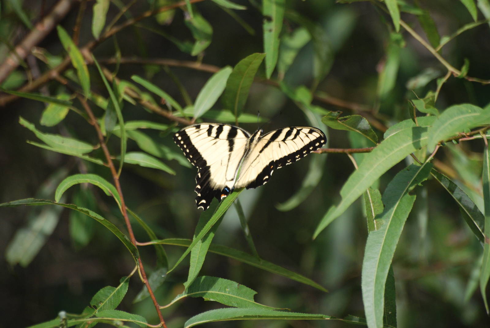 Eastern Tiger Swallowtail, Western Everglades/Big Cypress, October 2013