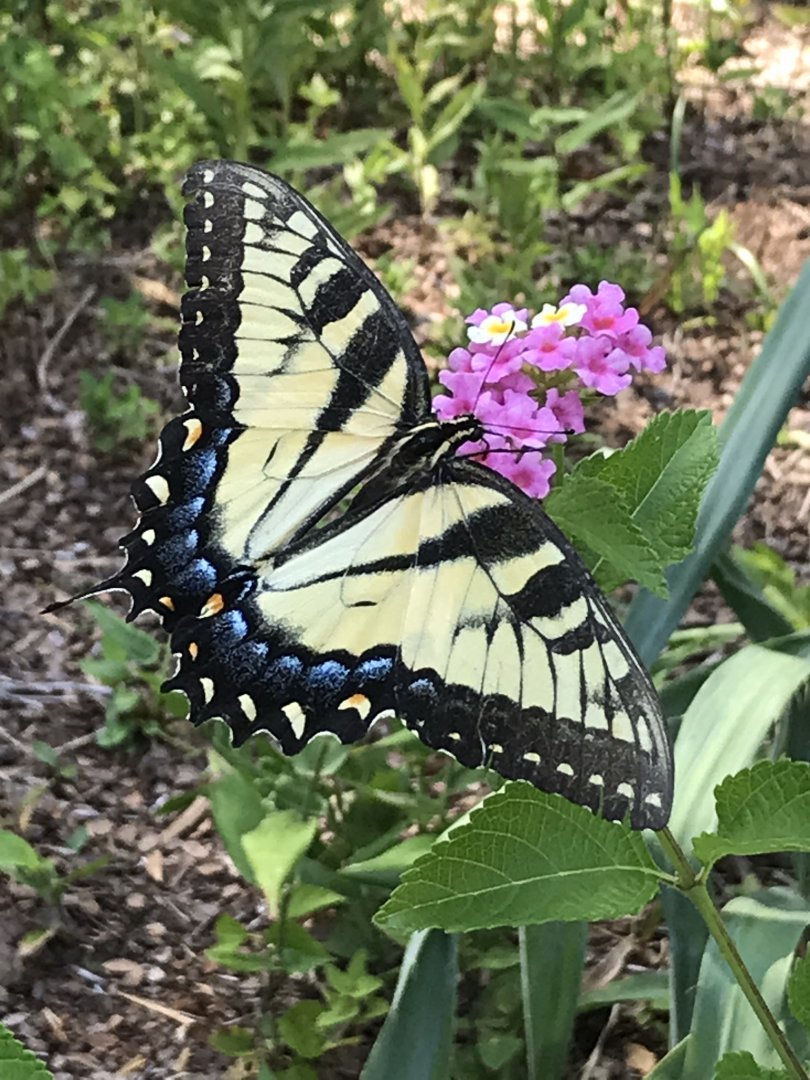 Eastern Tiger Swallowtail