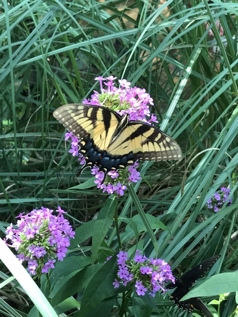 Eastern Tiger Swallowtail