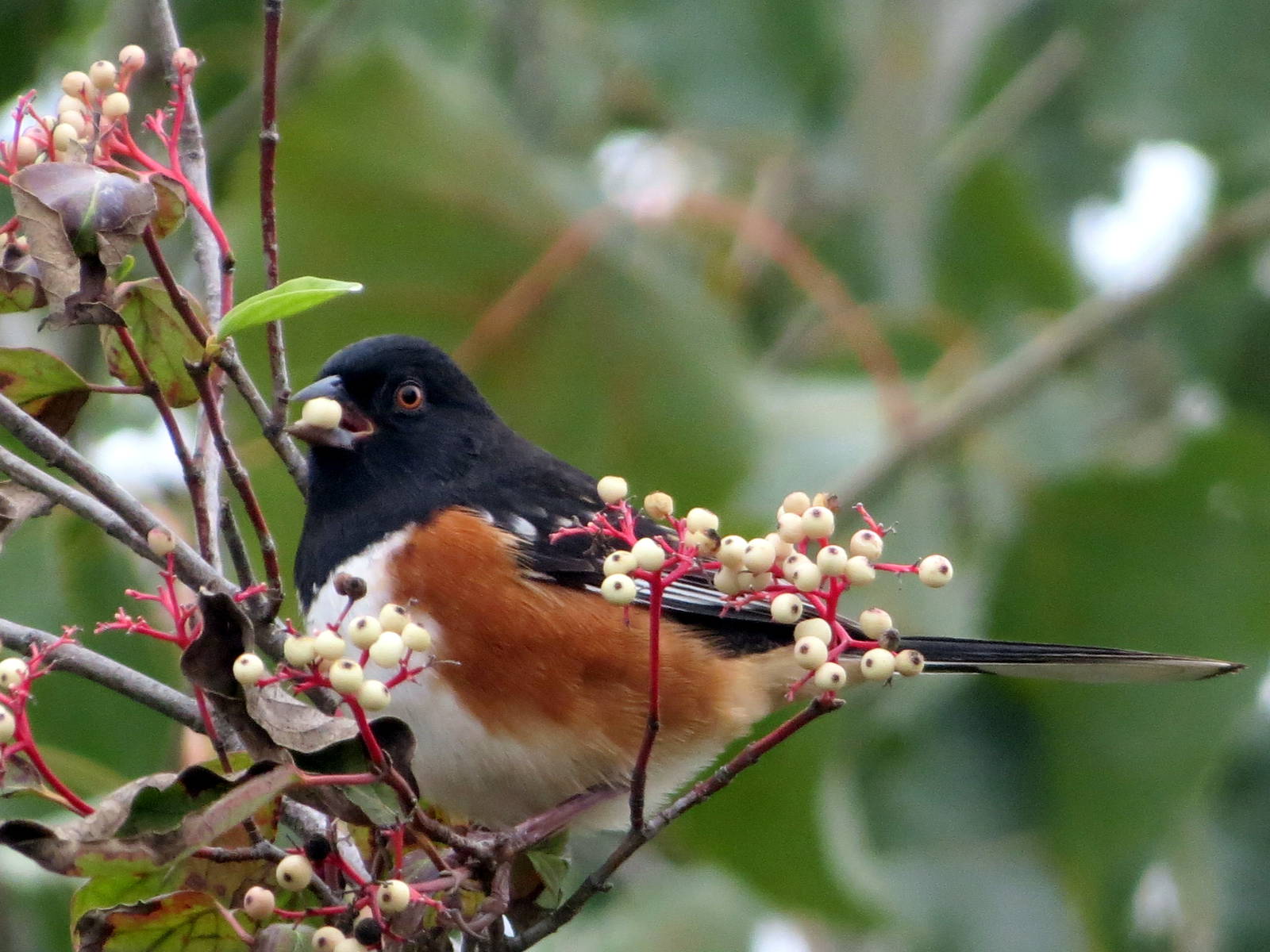 Eastern Towhee x Spotted Towhee