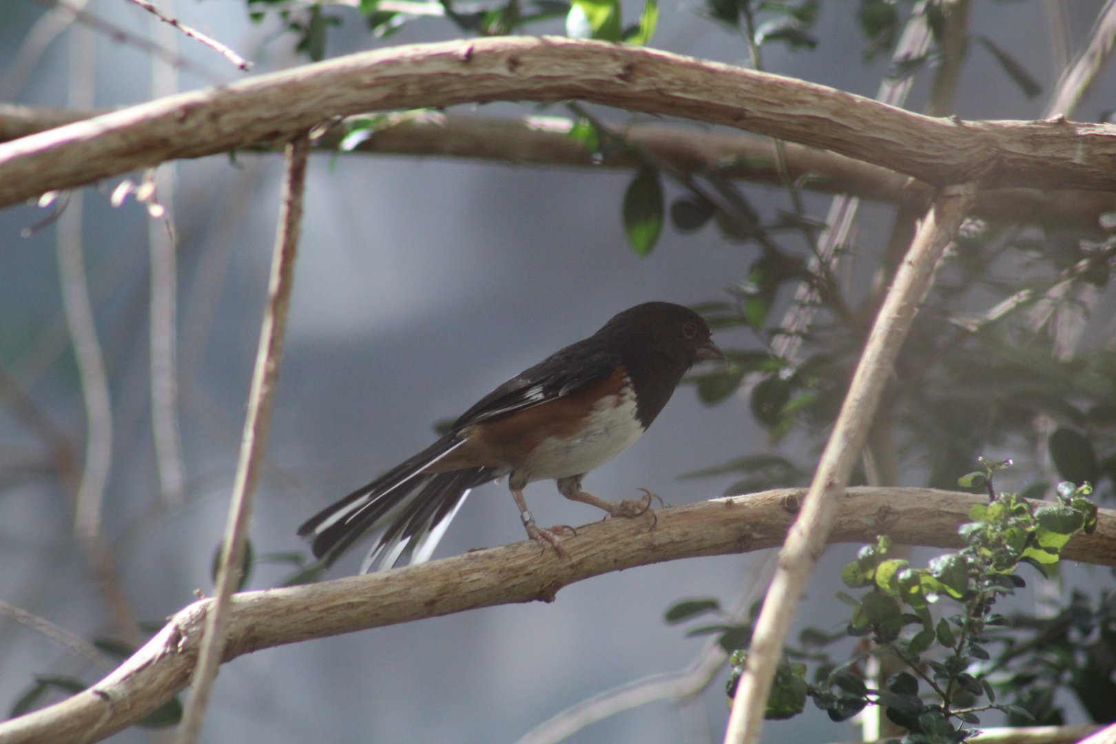 Eastern Towhee