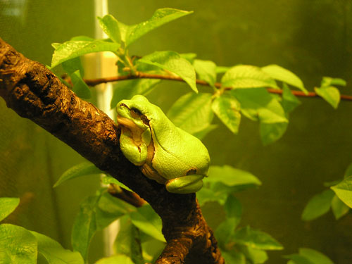 Eastern tree frog / Hyla orientalis at Rigas Zoologiskais Darzs