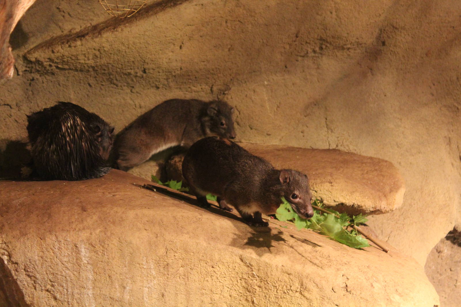 Eastern Tree Hyrax and African Brush-tailed Porcupine - Prague Zoo, July 20