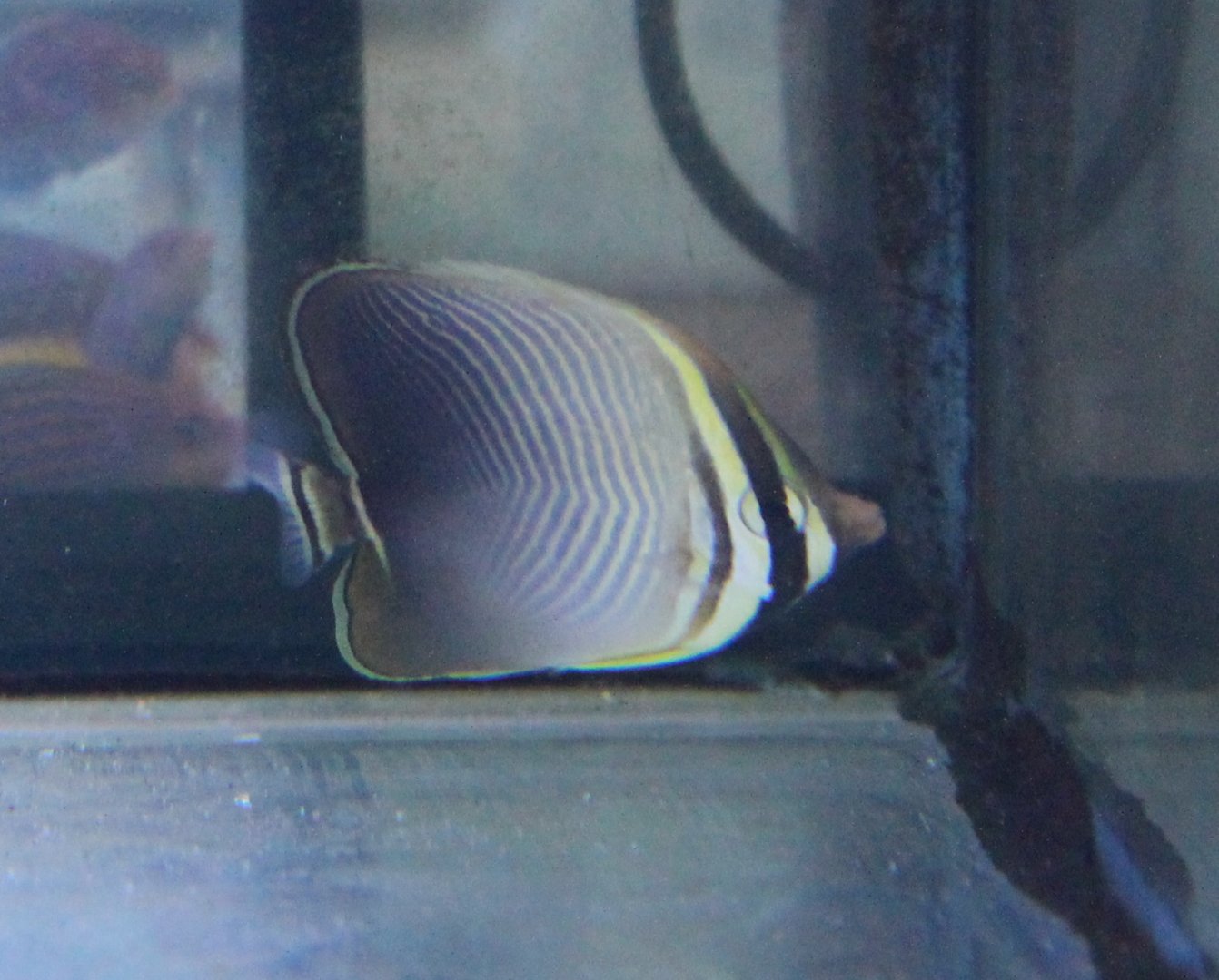 Eastern triangle butterflyfish - Chaetodon  baronessa
