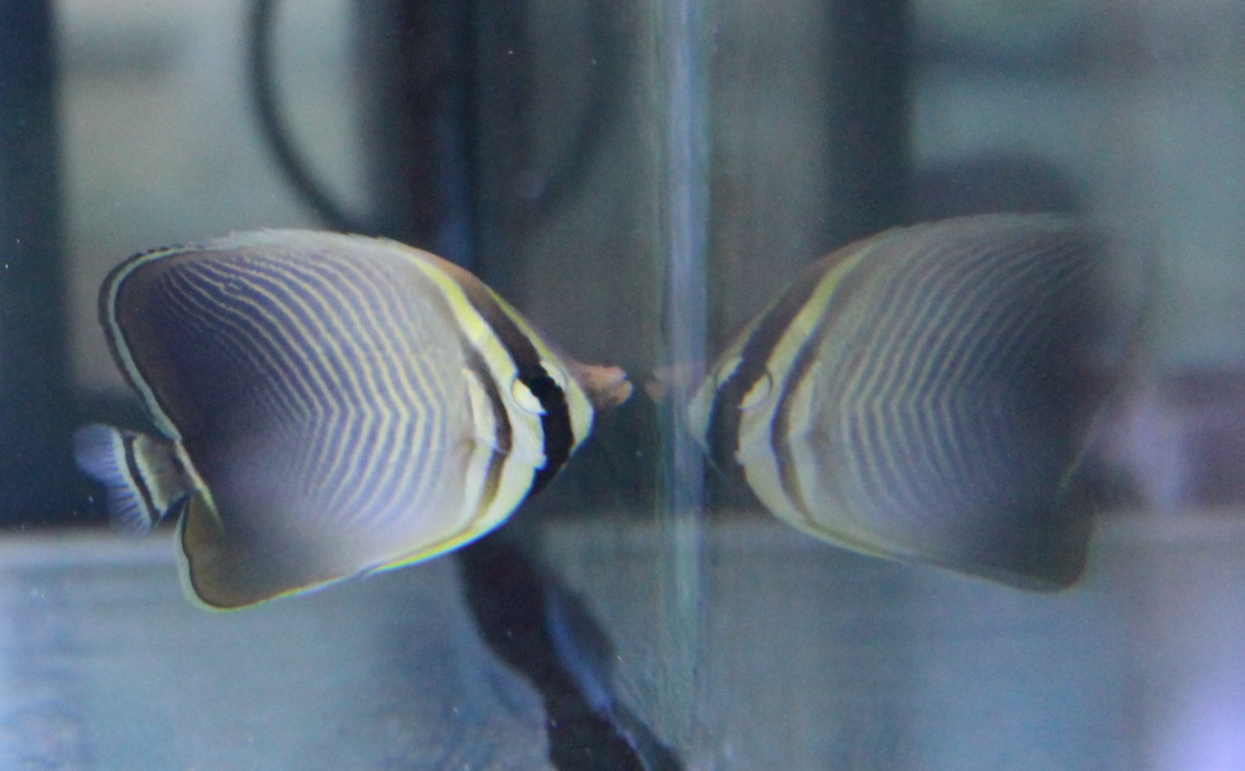 Eastern triangle butterflyfish - Chaetodon baronessa