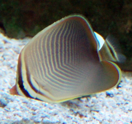 Eastern Triangular Butterflyfish (Chaetodon baronessa)