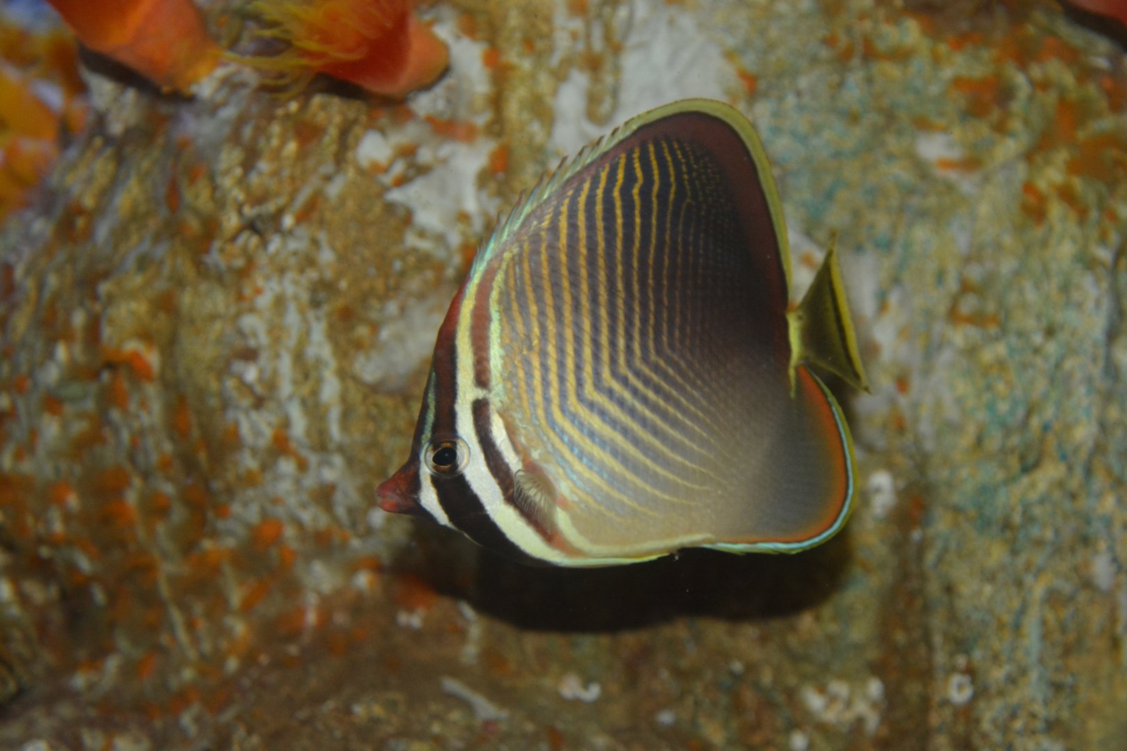 Eastern triangular butterflyfish (Chaetodon baronessa)