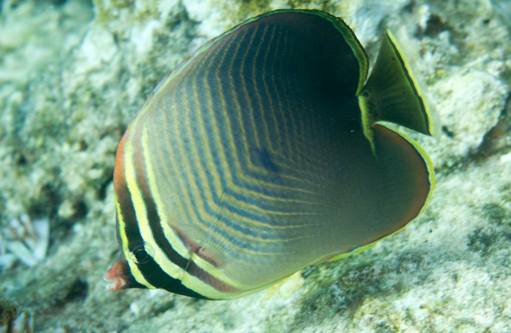 Eastern Triangular Butterflyfish