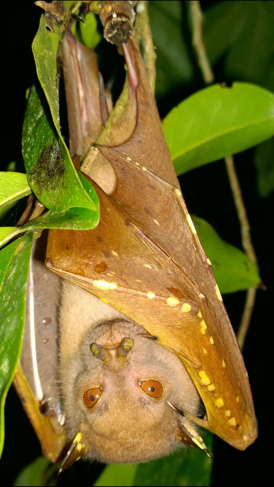 Eastern tube-nosed bat