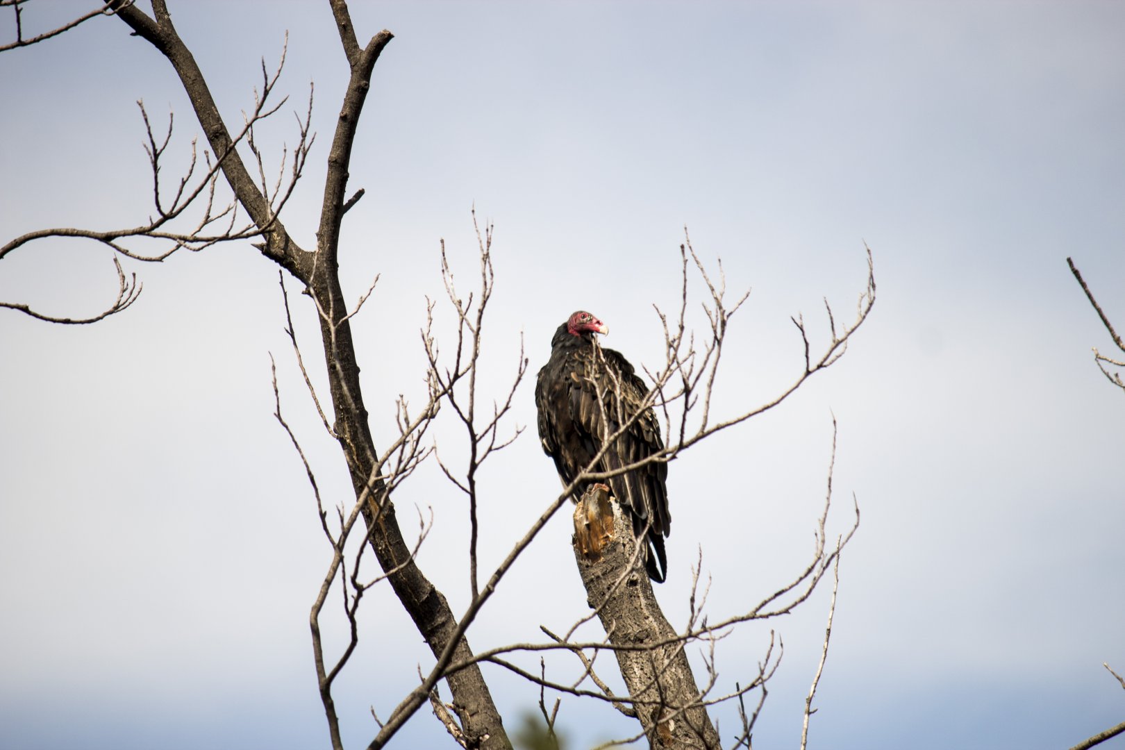 Eastern turkey vulture, Cathartes aura septentrionalis