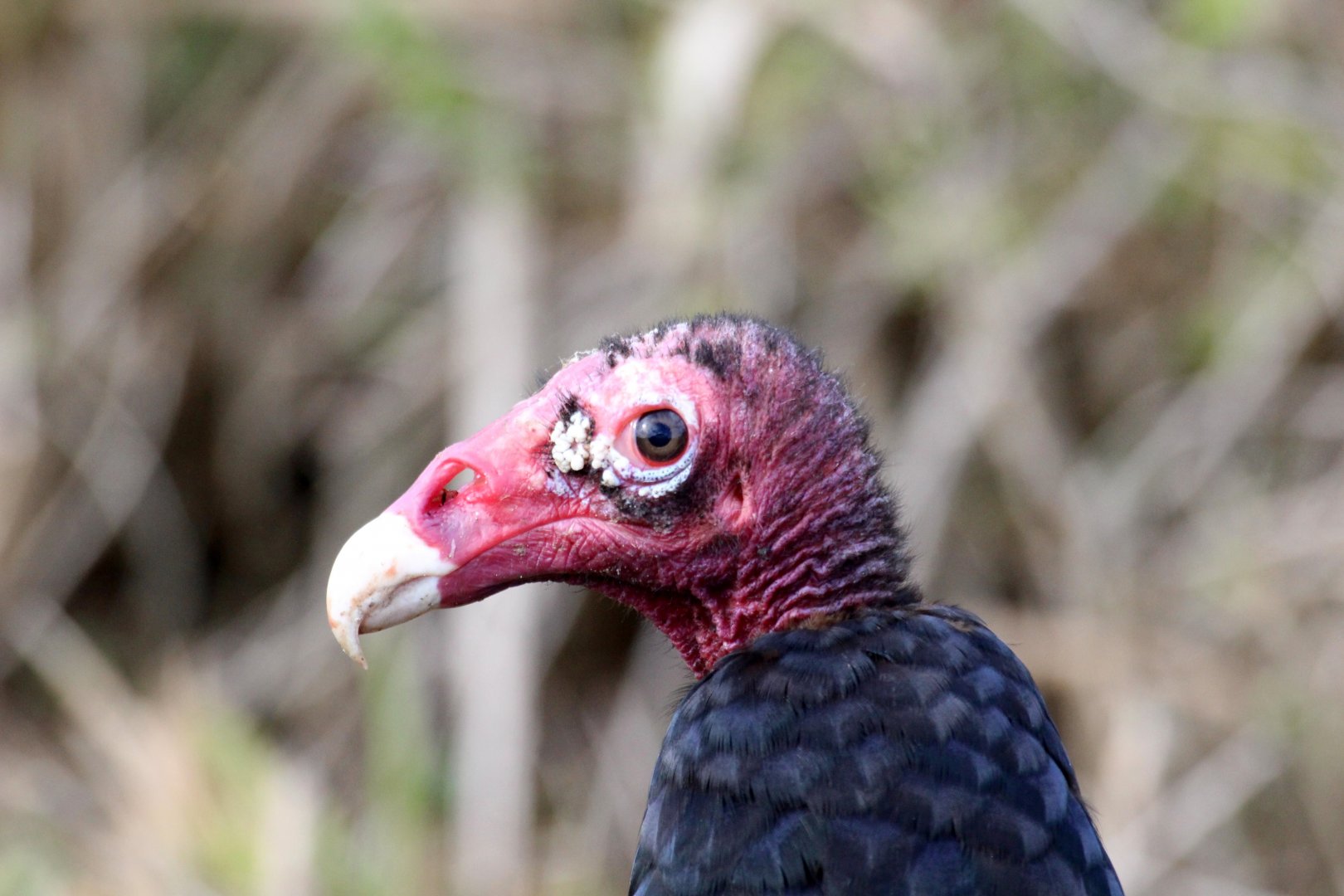 Eastern Turkey Vulture