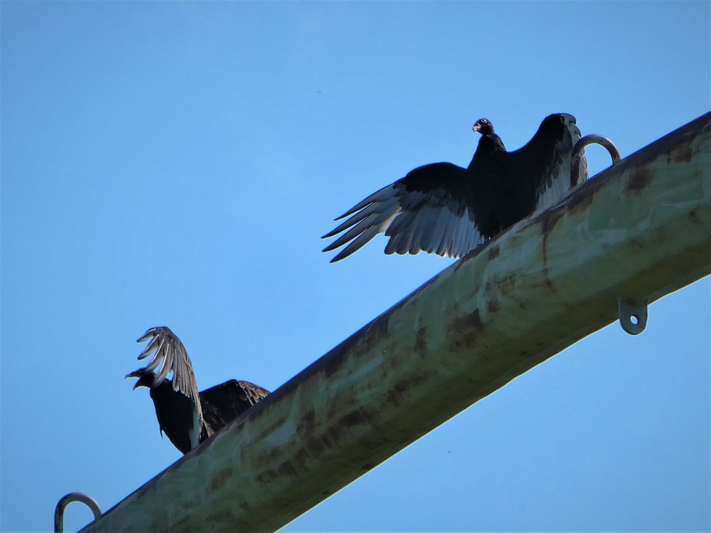 Eastern Turkey Vulture