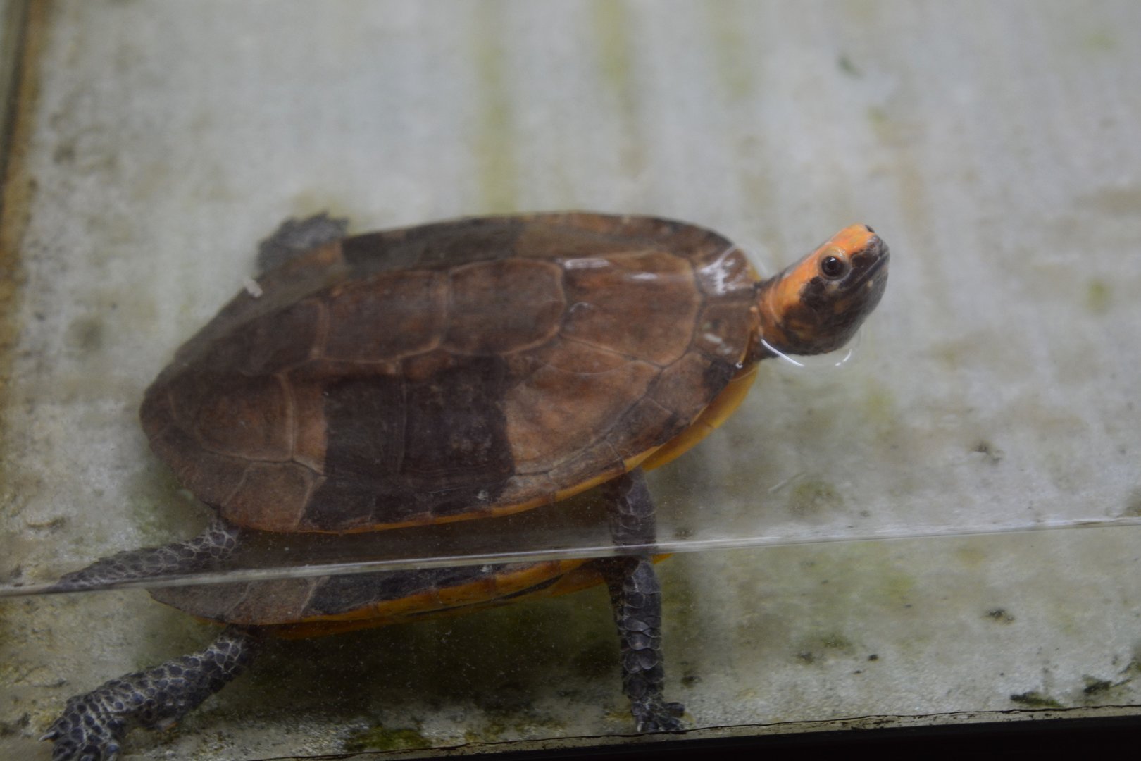 Eastern twist-necked turtle (Platemys platycephala platycephala)