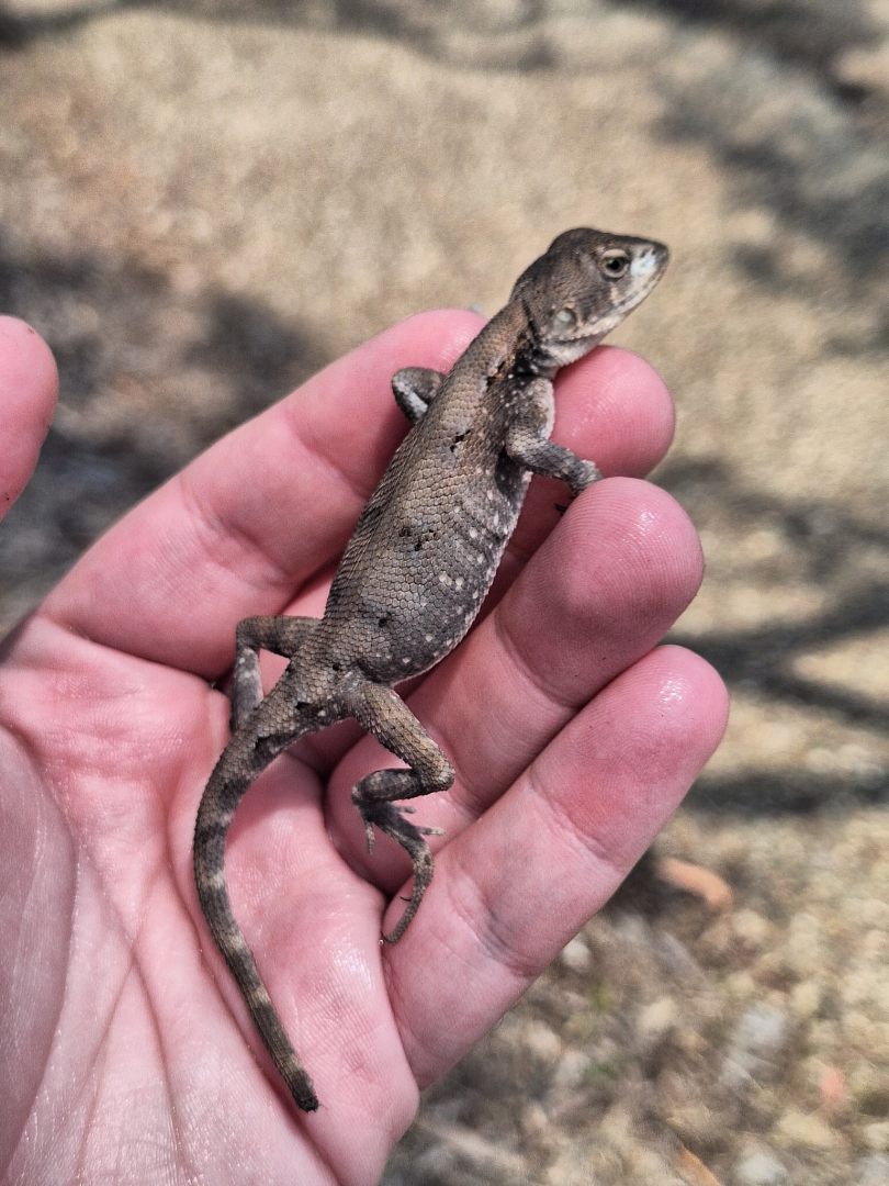 Eastern Two-lined Dragon (Diporiphora australis)