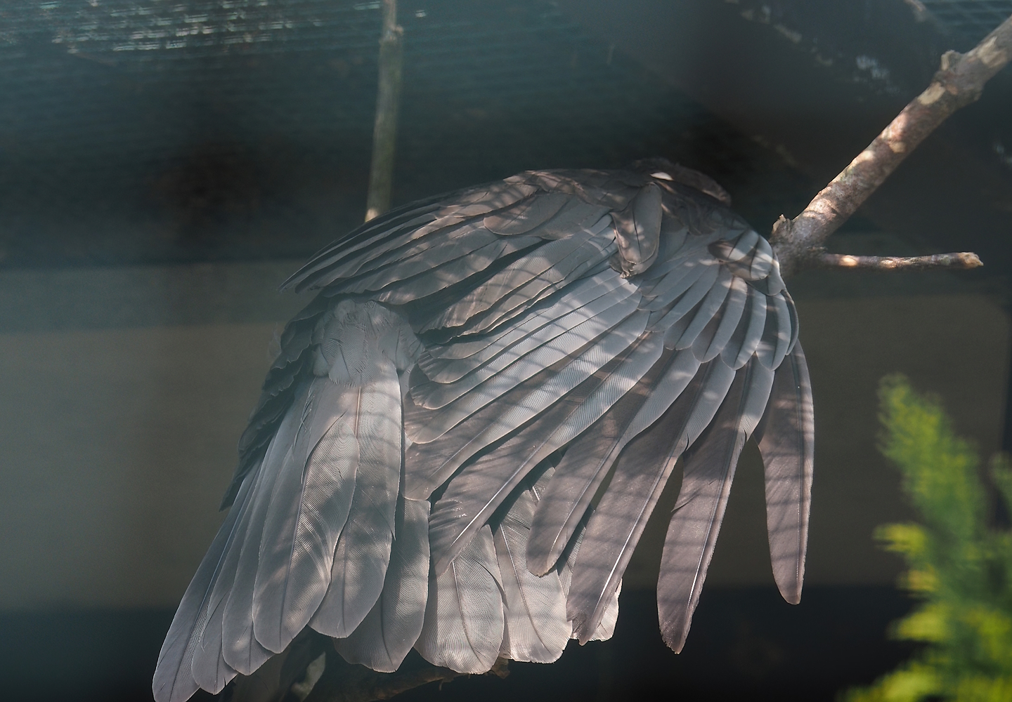 Eastern Vasa parrot (Coracopsis vasa vasa), 2024-05-23