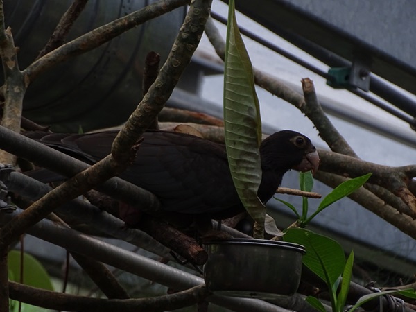 Eastern vasa parrot (Coracopsis vasa vasa)