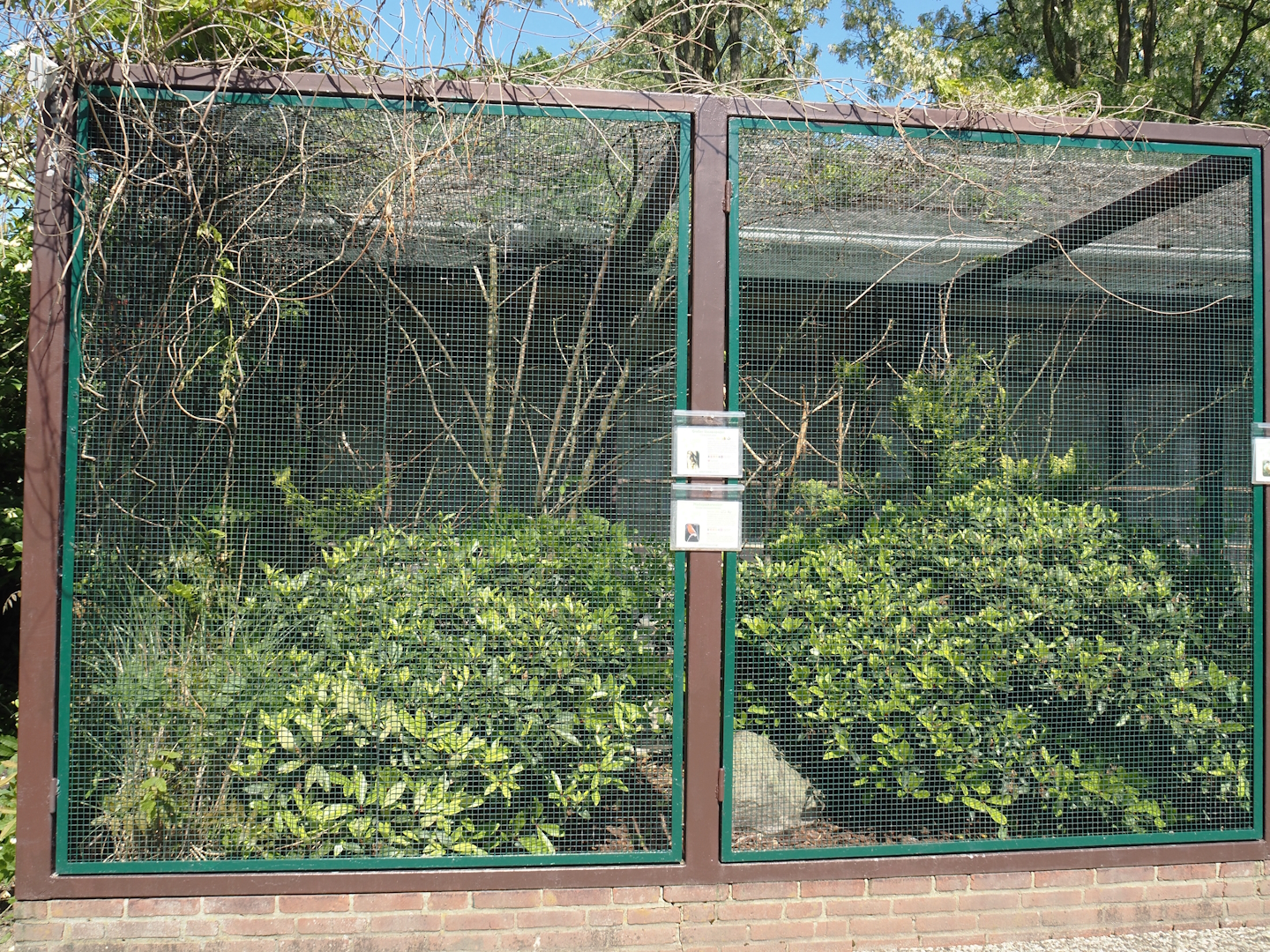 Eastern Vasa parrot, Red fody and Madagascar lovebird aviary, 2024-05-23