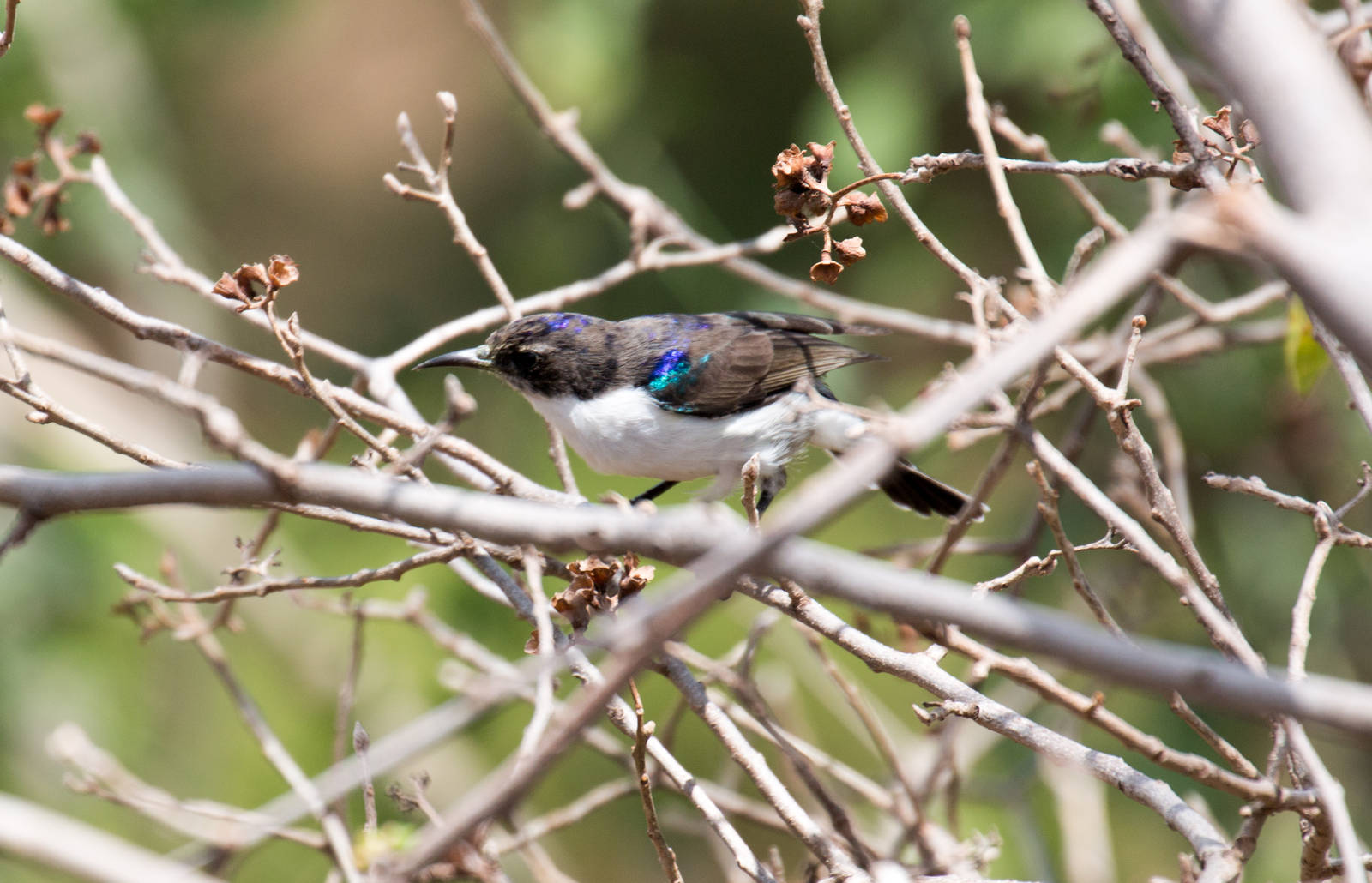 Eastern Violet-backed Sunbird