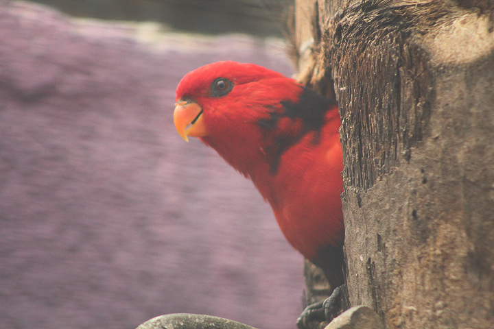 Eastern violet-necked lory (Eos squamata squamata)