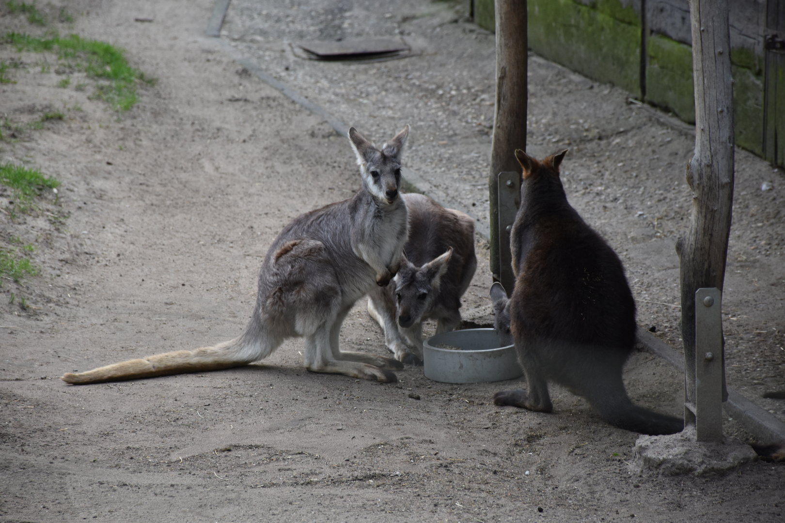 Eastern walaroo and Swamp wallaby