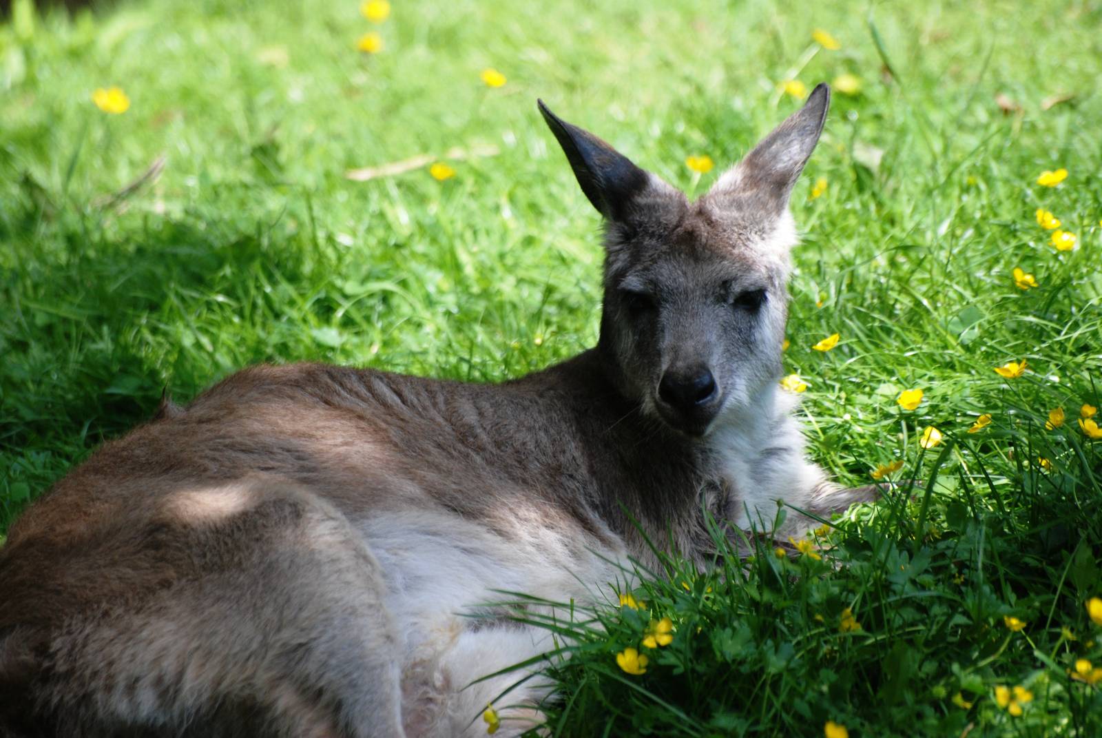 Eastern Wallaroo at Best, 02/06/12